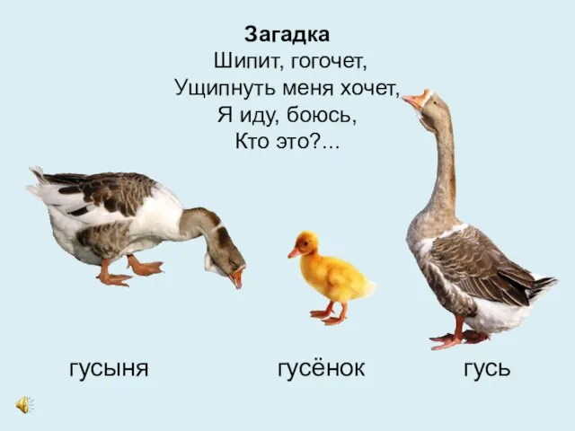 Загадка Шипит, гогочет, Ущипнуть меня хочет, Я иду, боюсь, Кто это?... гусыня гусёнок гусь