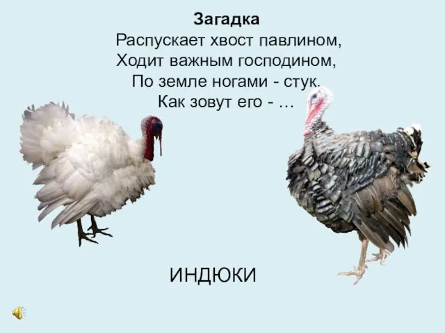 Загадка Распускает хвост павлином, Ходит важным господином, По земле ногами - стук,