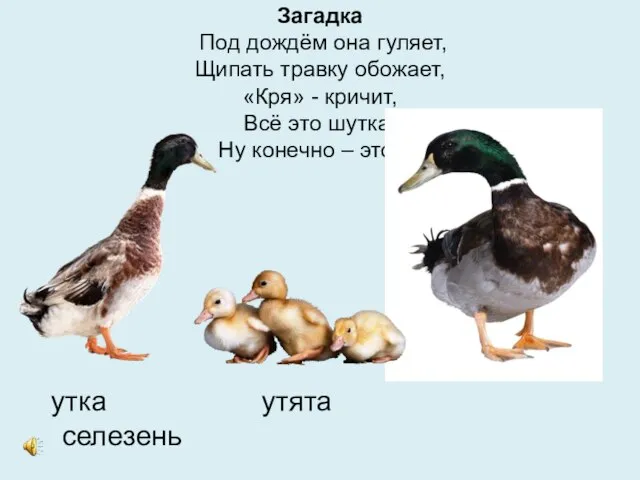 Загадка Под дождём она гуляет, Щипать травку обожает, «Кря» - кричит, Всё