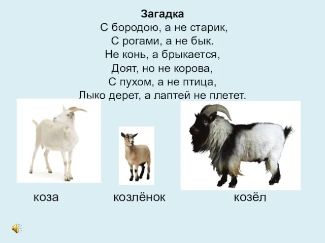 Загадка С бородою, а не старик, С рогами, а не бык. Не