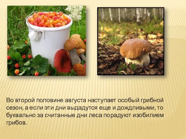 Во второй половине августа наступает особый грибной сезон, а если эти дни