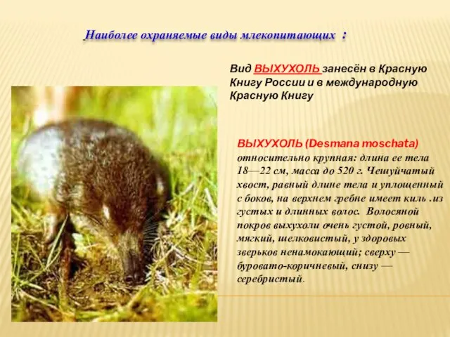 ВЫХУХОЛЬ (Desmana moschata) относительно крупная: длина ее тела 18—22 см, масса до