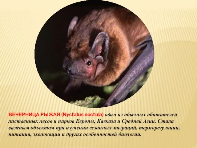 ВЕЧЕРНИЦА РЫЖАЯ (Nyctalus noctula) один из обычных обитателей лиственных лесов и парков