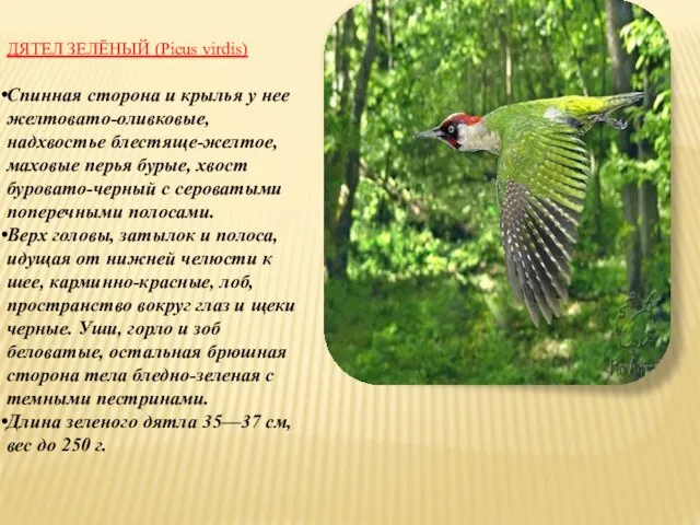 ДЯТЕЛ ЗЕЛЁНЫЙ (Picus virdis) Спинная сторона и крылья у нее желтовато-оливковые, надхвостье