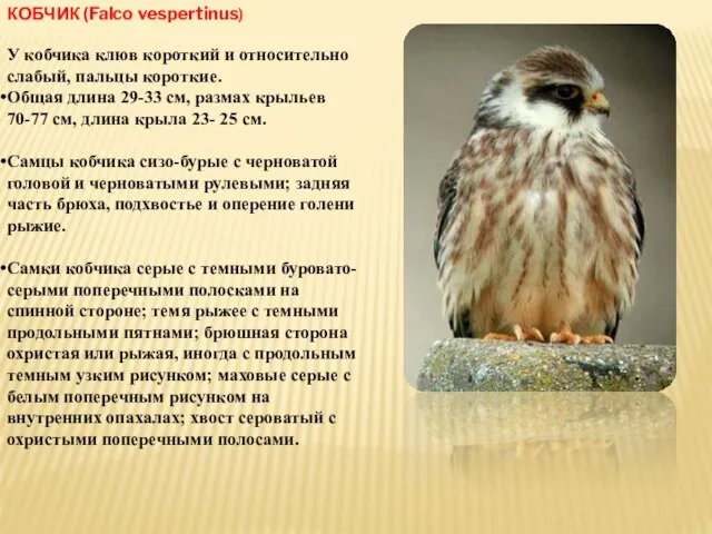 КОБЧИК (Falco vespertinus) У кобчика клюв короткий и относительно слабый, пальцы короткие.