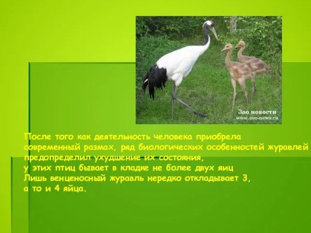 После того как деятельность человека приобрела современный размах, ряд биологических особенностей журавлей