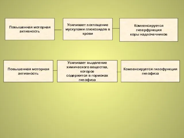 Повышенная моторная активность Усиливает поглощение мускулами глюкозидов в крови Компенсируется гиперфункция коры