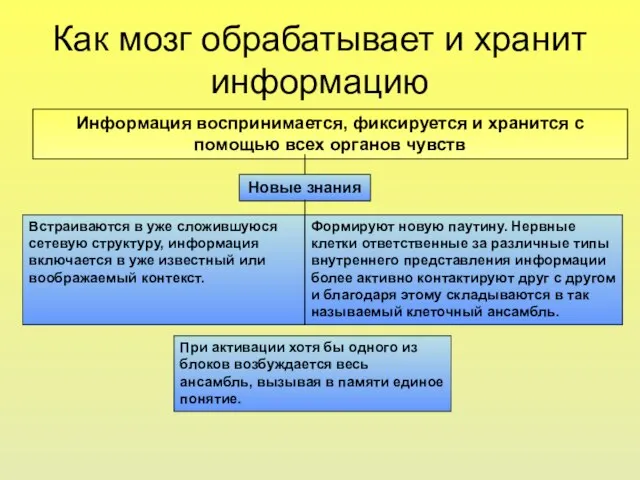 Как мозг обрабатывает и хранит информацию Информация воспринимается, фиксируется и хранится с