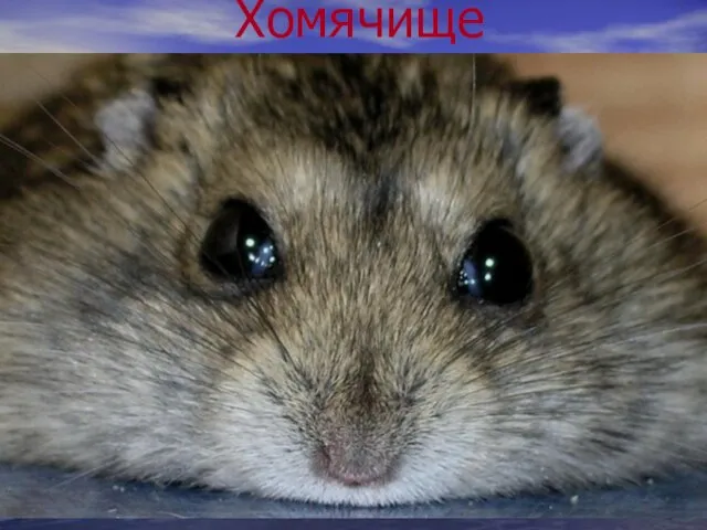 Хомячище