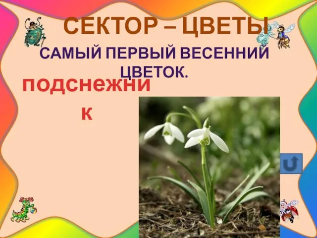 СЕКТОР – ЦВЕТЫ Самый первый весенний цветок. подснежник