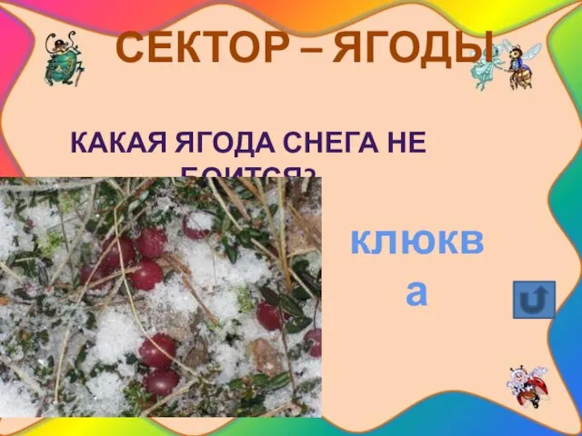 СЕКТОР – ЯГОДЫ Какая ягода снега не боится? клюква