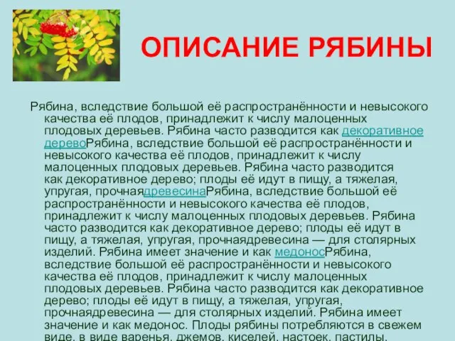 ОПИСАНИЕ РЯБИНЫ Рябина, вследствие большой её распространённости и невысокого качества её плодов,