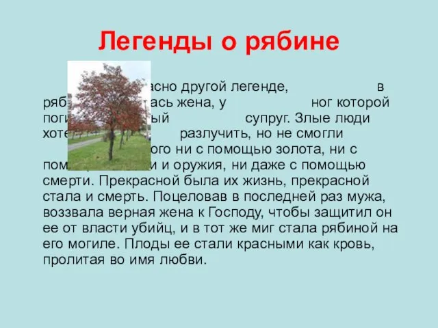 Легенды о рябине Согласно другой легенде, в рябину обратилась жена, у ног