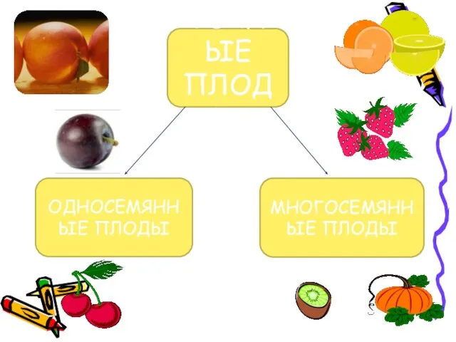 СОЧНЫЕ ПЛОДЫ ОДНОСЕМЯННЫЕ ПЛОДЫ МНОГОСЕМЯННЫЕ ПЛОДЫ