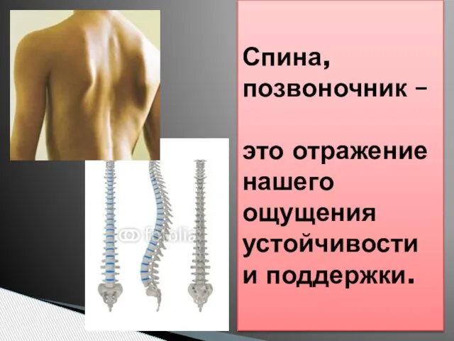 Спина, позвоночник – это отражение нашего ощущения устойчивости и поддержки.