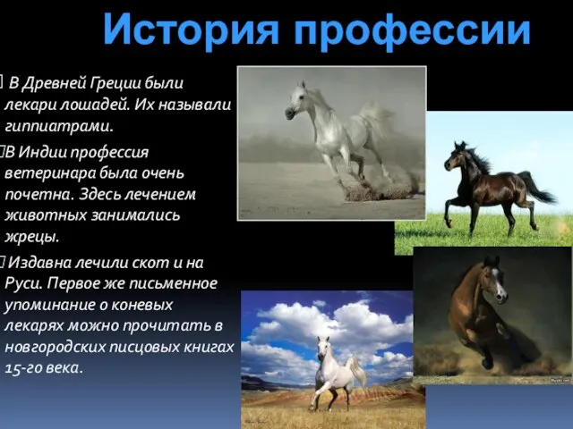 В Древней Греции были лекари лошадей. Их называли гиппиатрами. В Индии профессия