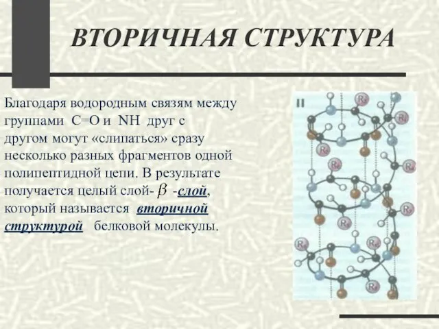 ВТОРИЧНАЯ СТРУКТУРА Благодаря водородным связям между группами С=О и NH друг с