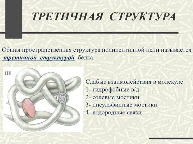 ТРЕТИЧНАЯ СТРУКТУРА Общая пространственная структура полипептидной цепи называется третичной структурой белка. Слабые