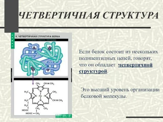 ЧЕТВЕРТИЧНАЯ СТРУКТУРА Если белок состоит из нескольких полипептидных цепей, говорят, что он