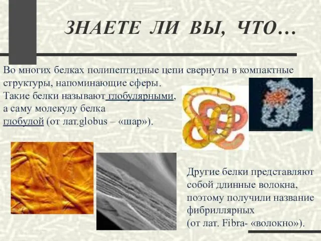 ЗНАЕТЕ ЛИ ВЫ, ЧТО… Во многих белках полипептидные цепи свернуты в компактные