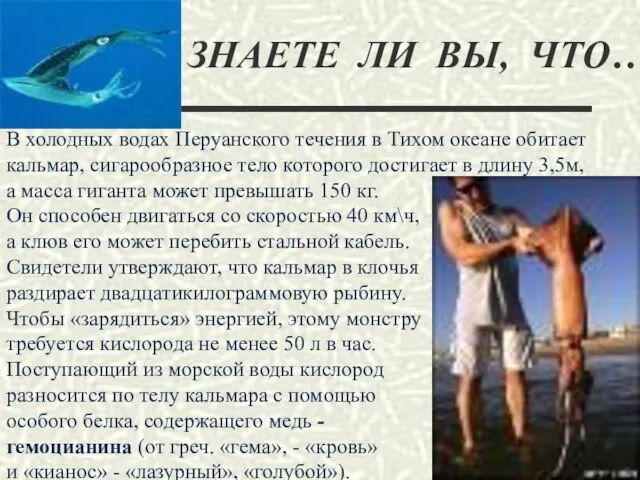 ЗНАЕТЕ ЛИ ВЫ, ЧТО… В холодных водах Перуанского течения в Тихом океане