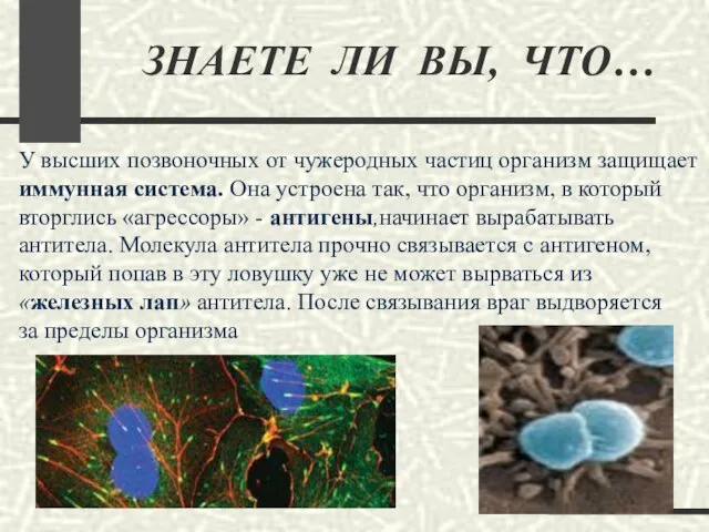 ЗНАЕТЕ ЛИ ВЫ, ЧТО… У высших позвоночных от чужеродных частиц организм защищает