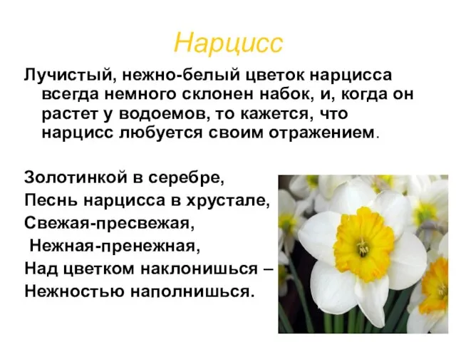 Нарцисс Лучистый, нежно-белый цветок нарцисса всегда немного склонен набок, и, когда он