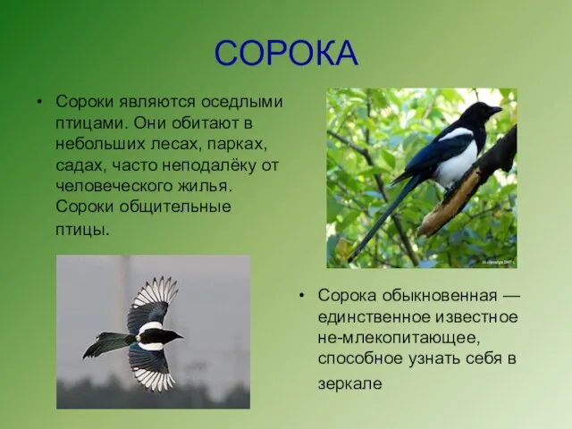 СОРОКА Сороки являются оседлыми птицами. Они обитают в небольших лесах, парках, садах,