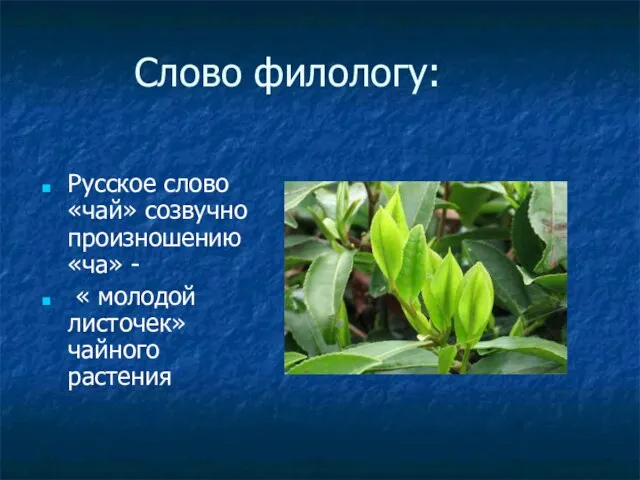 Слово филологу: Русское слово «чай» созвучно произношению «ча» - « молодой листочек» чайного растения