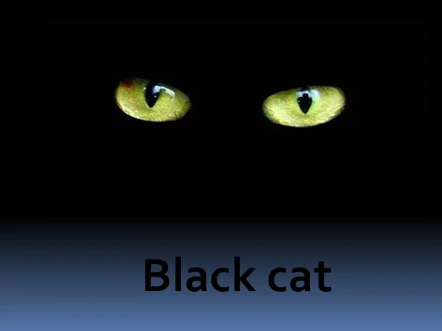 Black cat