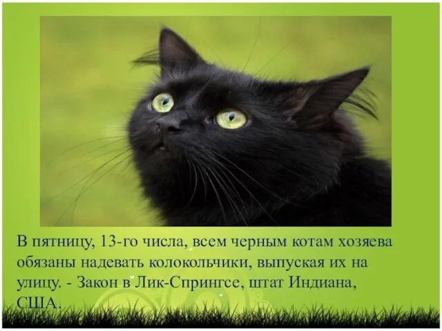 В пятницу, 13-го числа, всем черным котам хозяева обязаны надевать колокольчики, выпуская