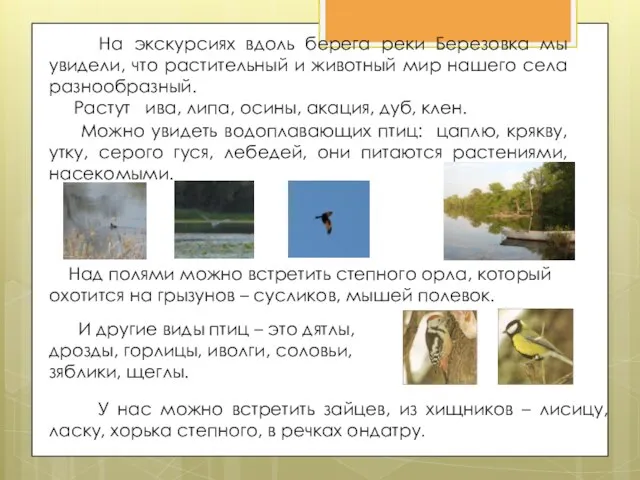На экскурсиях вдоль берега реки Березовка мы увидели, что растительный и животный