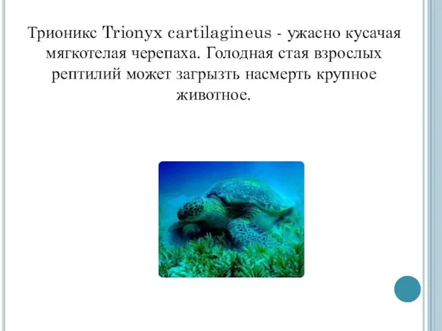 Трионикс Trionyx cartilagineus - ужасно кусачая мягкотелая черепаха. Голодная стая взрослых рептилий