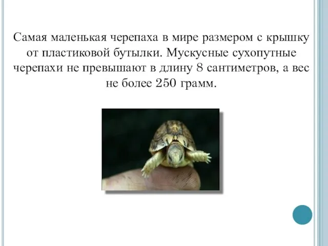 Самая маленькая черепаха в мире размером с крышку от пластиковой бутылки. Мускусные