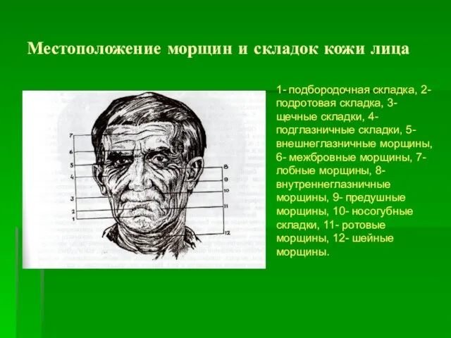 Местоположение морщин и складок кожи лица 1- подбородочная складка, 2- подротовая складка,