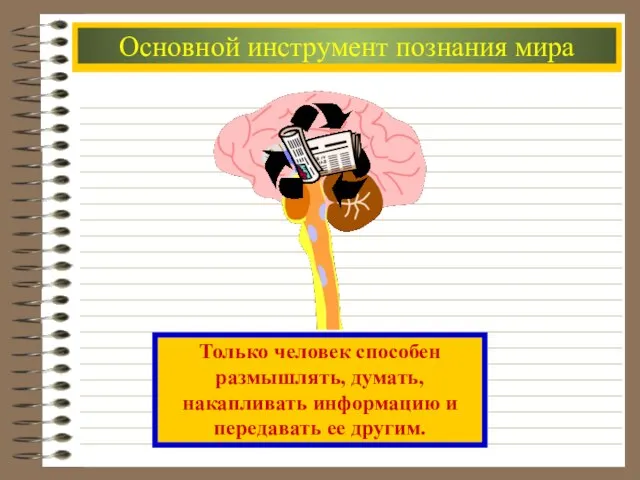 Основной инструмент познания мира Только человек способен размышлять, думать, накапливать информацию и