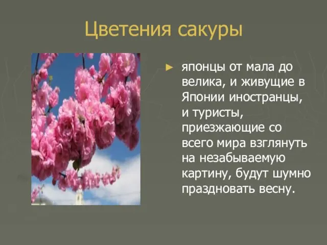 Цветения сакуры японцы от мала до велика, и живущие в Японии иностранцы,