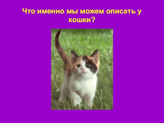 Что именно мы можем описать у кошки?