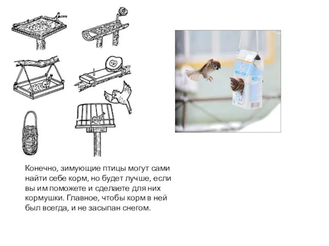 Конечно, зимующие птицы могут сами найти себе корм, но будет лучше, если