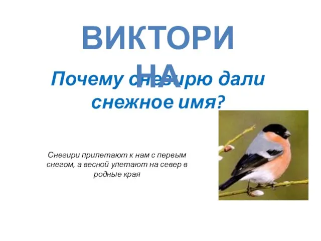 Почему снегирю дали снежное имя? викторина Снегири прилетают к нам с первым