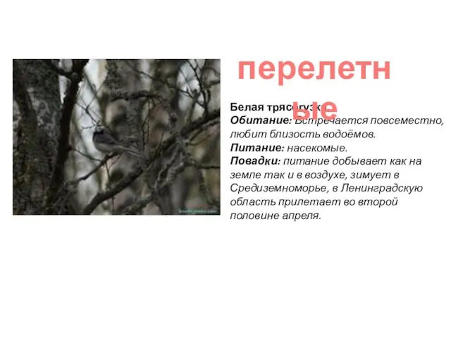 Белая трясогузка. Обитание: Встречается повсеместно, любит близость водоёмов. Питание: насекомые. Повадки: питание