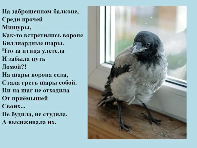 На заброшенном балконе, Среди прочей Мишуры, Как-то встретились вороне Биллиардные шары. Что