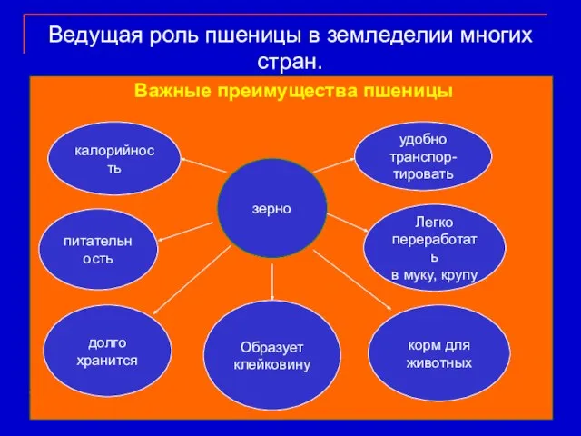 Ведущая роль пшеницы в земледелии многих стран. Важные преимущества пшеницы зерно долго