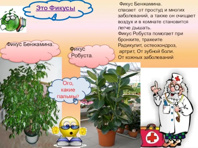 Фикус Бенжамина. спасает от простуд и многих заболеваний, а также он очищает