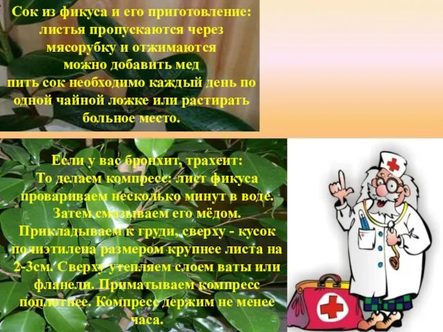 Сок из фикуса и его приготовление: листья пропускаются через мясорубку и отжимаются