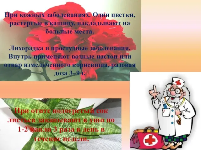 При кожных заболеваниях. Одни цветки, растертые в кашицу, накладывают на больные места.