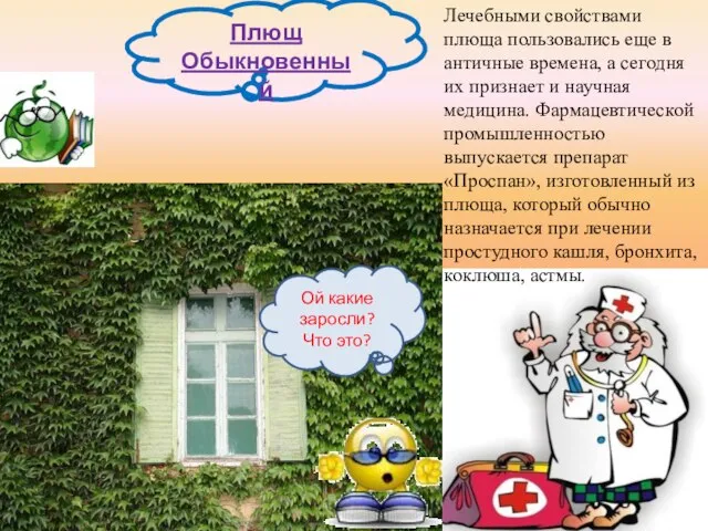 Ой какие заросли? Что это? Плющ Обыкновенный Лечебными свойствами плюща пользовались еще