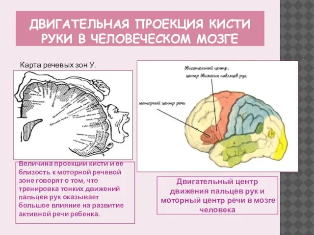 двигательная проекция кисти руки в человеческом мозге Величина проекции кисти и ее