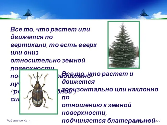 Чабаненко Катя Геометрия 8 класс Все то, что растет или движется по