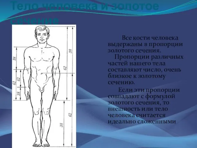 Тело человека и золотое сечение Все кости человека выдержаны в пропорции золотого